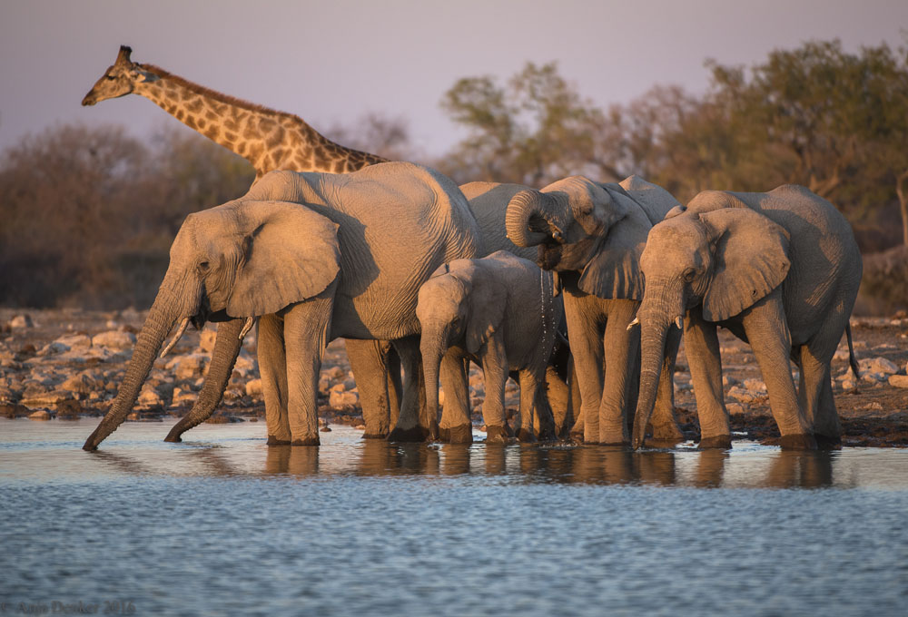 Elephants & Giraffe at Etosha